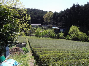 茶畑から見た窯場